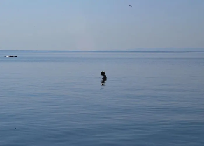 Captain's Appartments 公寓 普萨克迪亚